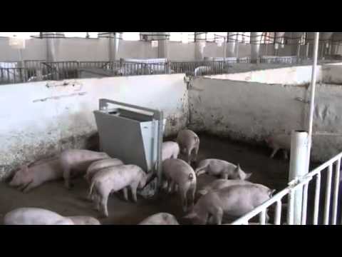 Якими повинні бути годівниці для свиней і як самостійно їх виготовити?