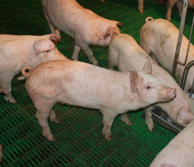 Глисти у свиней: симптоми і лікування ліками та народними методами