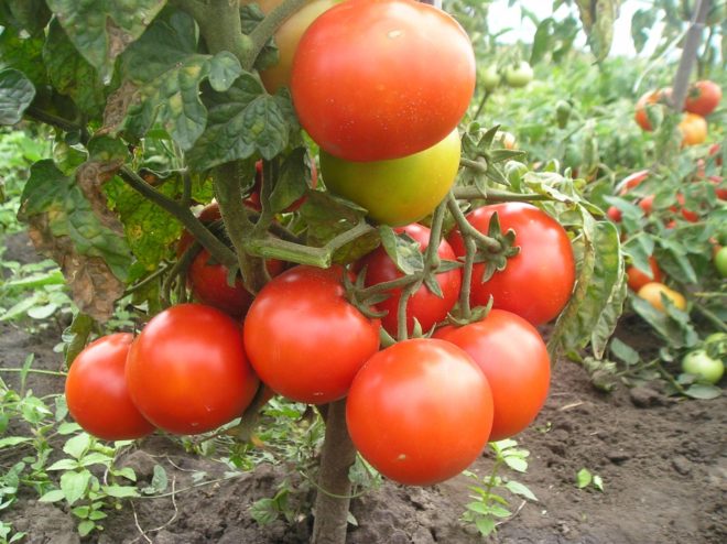 Томат «Буян» («Боєць»): опис та характеристика, фото помідора