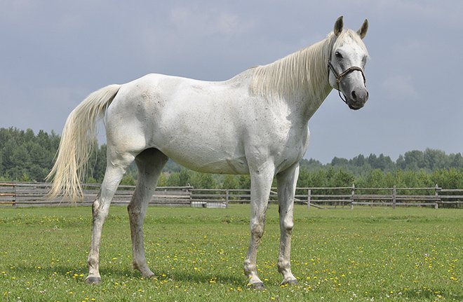 Терська порода коней: опис, характеристика, фото
