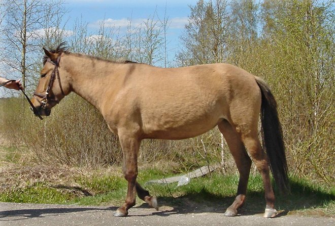 Саврасая масть коня: опис, породи, фото