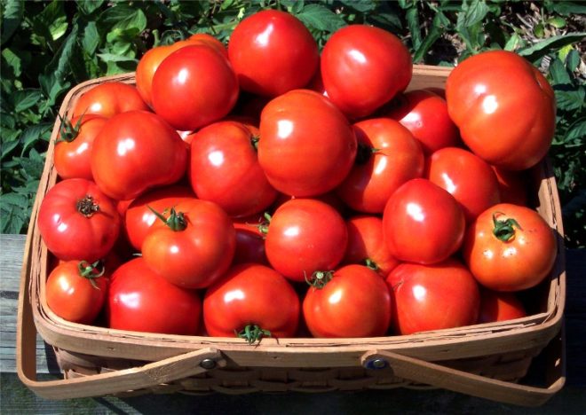 Детермінантний сорт помідорів: що це, список томатів, фото