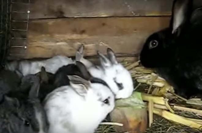 Чи можна давати кроликам буряк: червону, цукровий, столовий