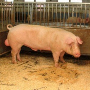Штучне осіменіння свиней: опис способів і методів запліднення
