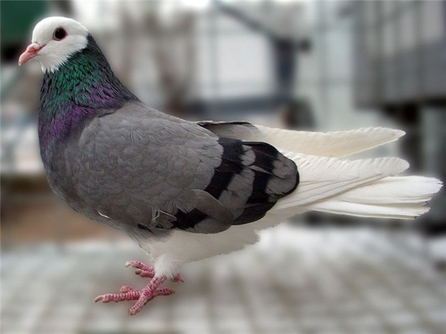 Сизий голуб: опис породи, зовнішній вигляд, фото
