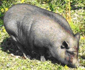 Вєтнамські вислобрюхие травоїдні свині: чим годувати і як облаштувати свинарник