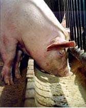 Годування сухим кормом свиней як універсальний тип харчування