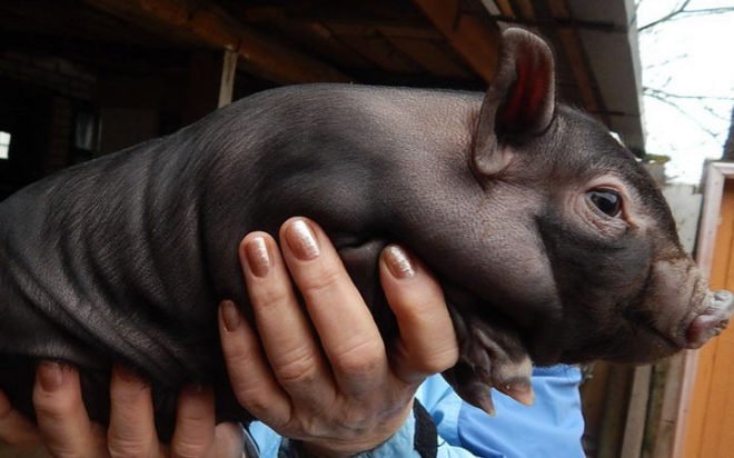 БМВД для свиней: користь і шкода біодобавок та стимуляторів росту
