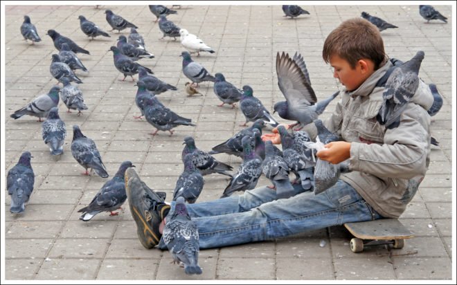 Які хвороби переносять голуби і чи небезпечні вони для людини