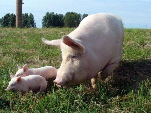 Вигідно тримати свиней на продаж і на мясо?