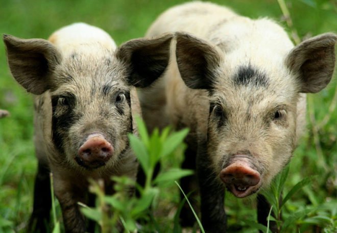 Миргородська порода свиней: опис, характеристика, фото
