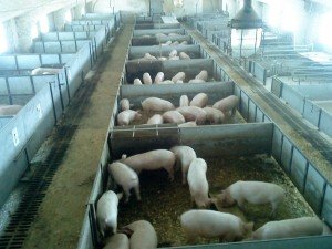 Формування стада, методи відтворення та технологія вирощування свиней