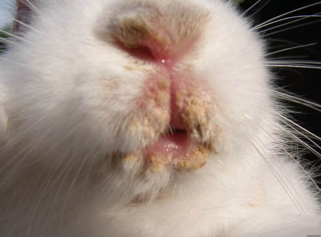 Чому дохнуть кролики взимку і влітку: причини, що робити