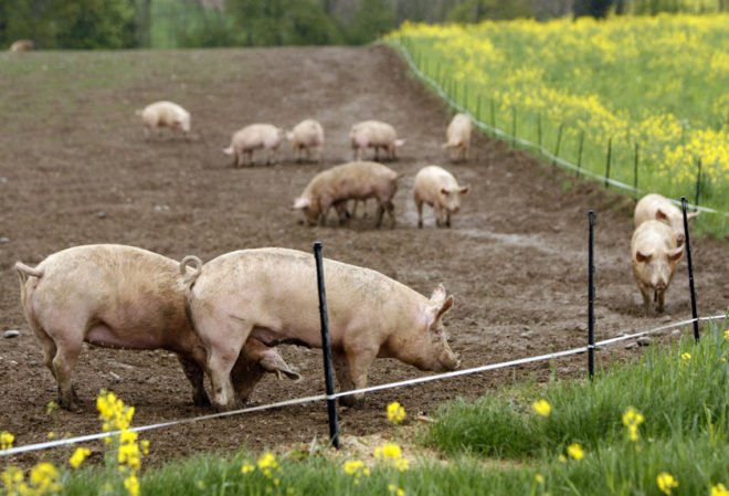 Порода свиней Ландрас: опис, характеристика, фото