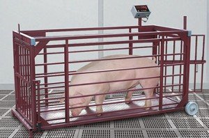 Як дізнатися вага свині без ваг: таблиця промірів і методи зважування