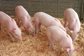 Ферментаційна підстилка для свиней, її ціна і переваги