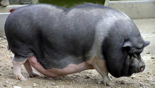 Опорос вєтнамських свиней в домашніх умовах