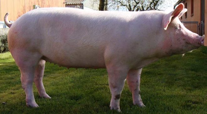 Велика біла порода свиней: характеристика, опис, фото