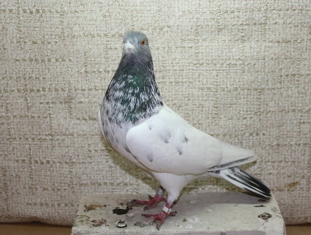 Пакистанські високольотні голуби: опис, фото породи
