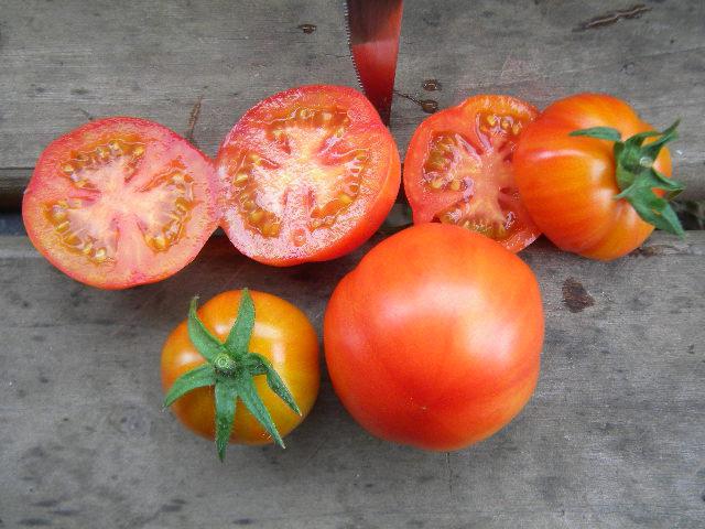 Ультраскоростиглий томат: опис, характеристика, фото