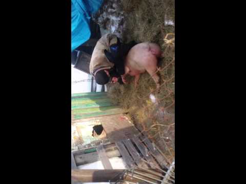 Як проводиться забій свиней і яку кількість продукту придатне для вживання?