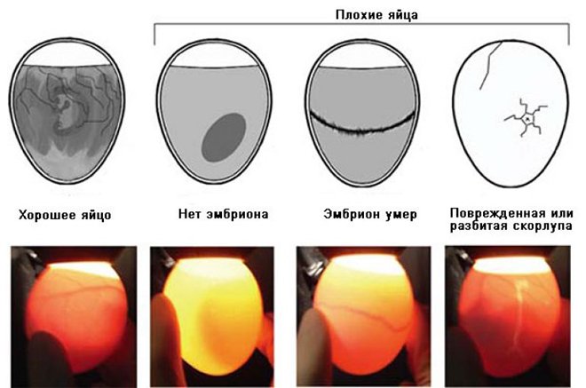 Інкубація перепелиних яєць в домашніх умовах і інкубатор своїми руками