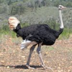 Африканський страус: опис птиці, місце проживання, розмноження та фото