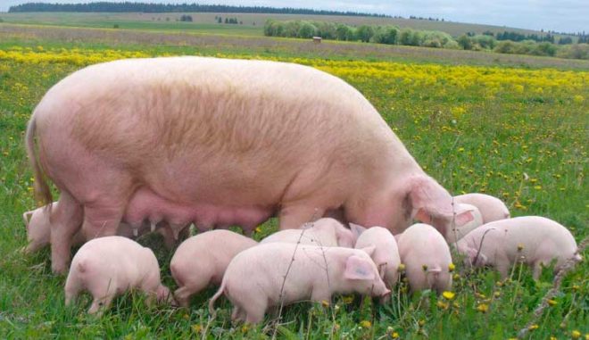 Велика біла порода свиней: характеристика, опис, фото