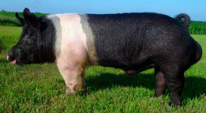 Гемпширская порода свиней: характеристика і опис, фото