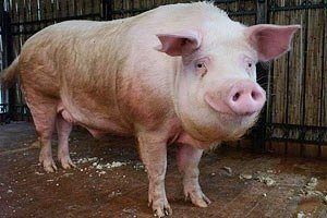 Кастрація свиней: підготовка до операції та догляд за твариною
