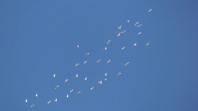 Бакинські голуби: опис виду, фото і відео