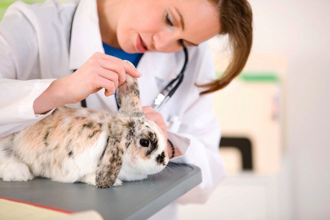 Риніт у кроликів: лікування і симптоми нежитю