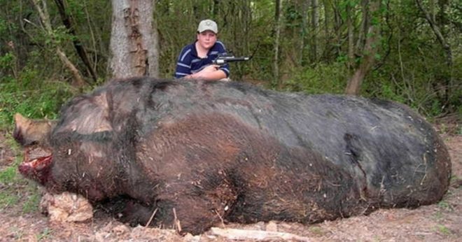 Найбільший кабан у світі і звір, убитий на полюванні