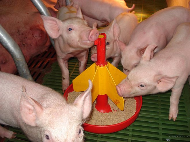 Шо їдять свині і чим годувати їх в домашніх умовах