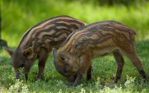 Дика свиня   олень або найцікавіші неодомашнені породи
