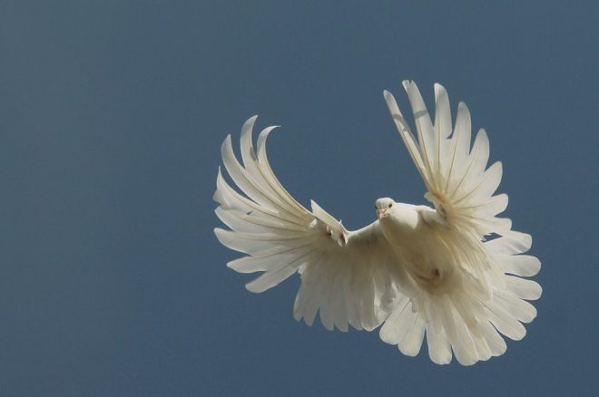Серпастые голуби: опис породи, фото