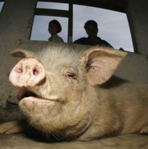 Які викликають симптоми глисти у свиней і невиліковні глистяні захворювання