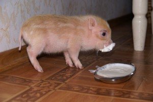 Домашня свиня: вирощування і необхідний догляд