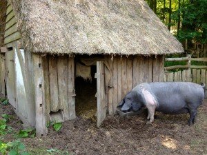 Хлів для свиней   основа правильного утримання тварин