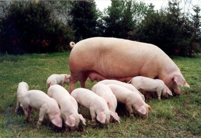 Скільки сосків у свині і які з них для годування