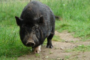 Вигідно тримати свиней на продаж і на мясо?