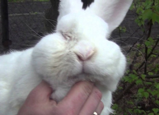 Мокрець у кроликів: чим лікувати хворобу, опис, фото