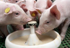 Корм для свиней в домашніх умовах і його виробництво