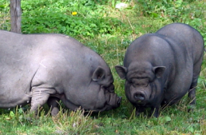Від чого залежить скільки живуть свині свійські та дикі кабани?