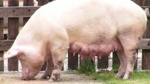 Анатомічна будова свині і фізіологічні особливості