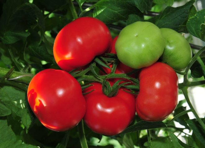 Кращі сорти томатів для Підмосковя: у теплицях, відкритому грунті