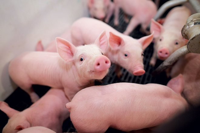 Температура у свиней: яка вважається нормальною, підвищеною, зниженою