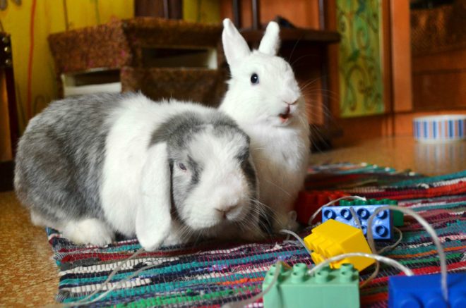 Пододерматит у кроликів: лікування, симптоми, причини та фото