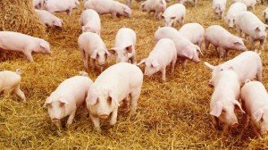 Вирощування свиней в домашніх умовах як бізнес і секрети тваринництва