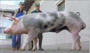 Порода свиней Петрен: переваги та недоліки
